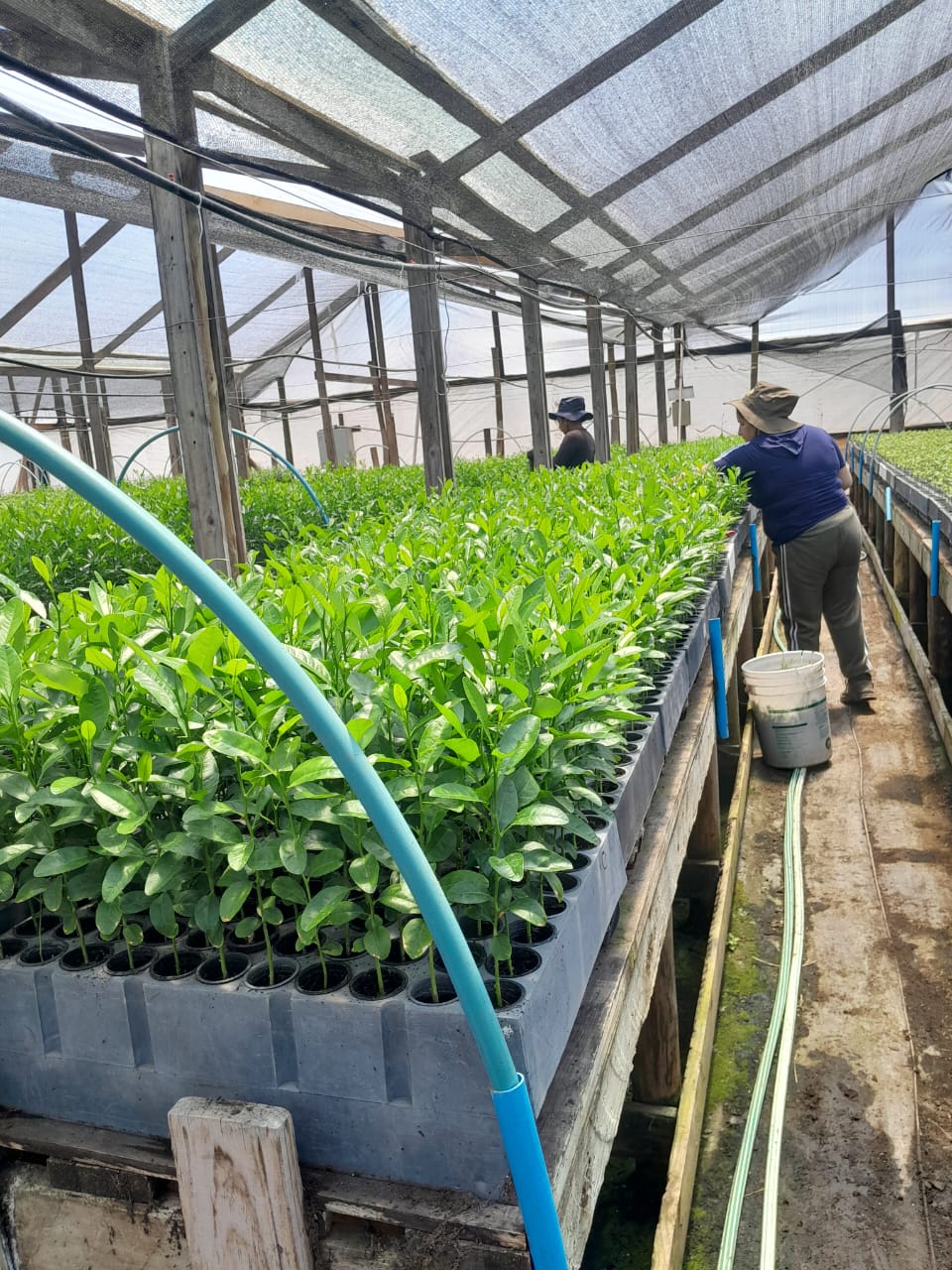 Servicios en viveros